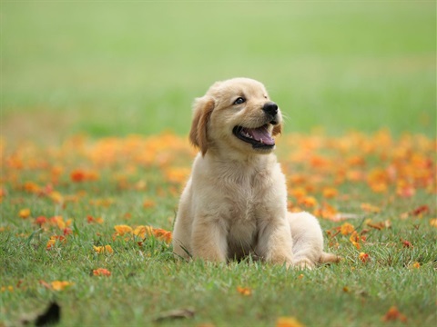 dog-puppy-on-garden.jpg