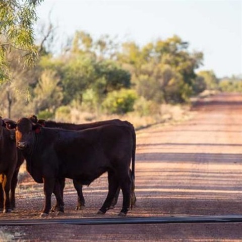 Roadside-grazing-gen.jpg
