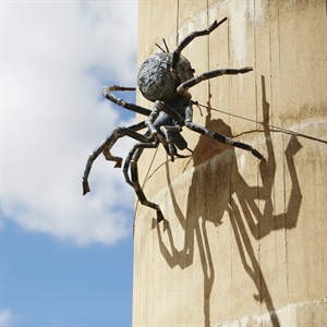 Visit Urana to find this spider