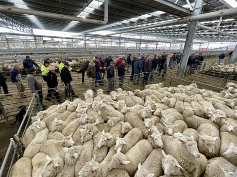 Corowa-Saleyards-sheep-and-public.jpg