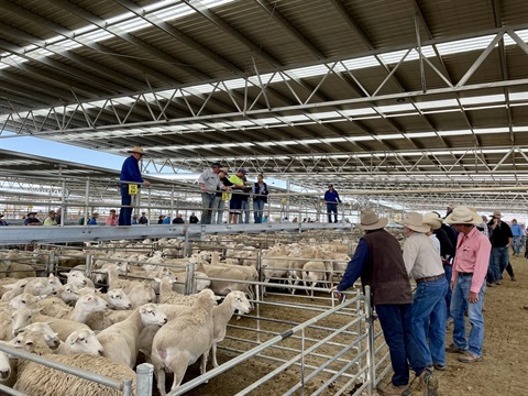 Corowa-Saleyards-sheep-and-sellers.jpg