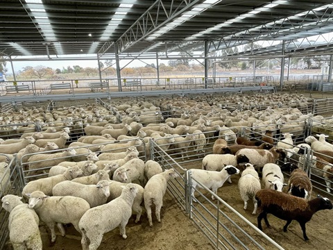 Corowa-Saleyards-sheep-in-pens.jpg