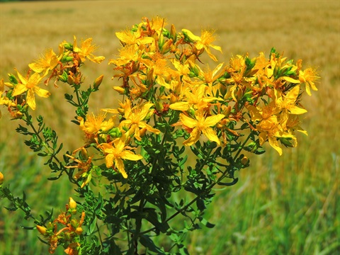 St John's Wort biosecurity weed