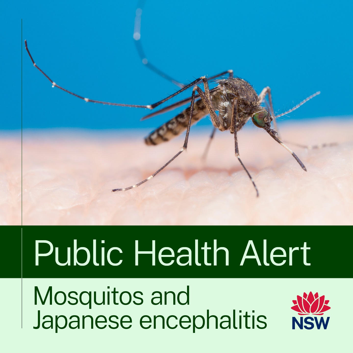 2219634 NSW Japanese Encephalitis JE_Social v2c.jpg