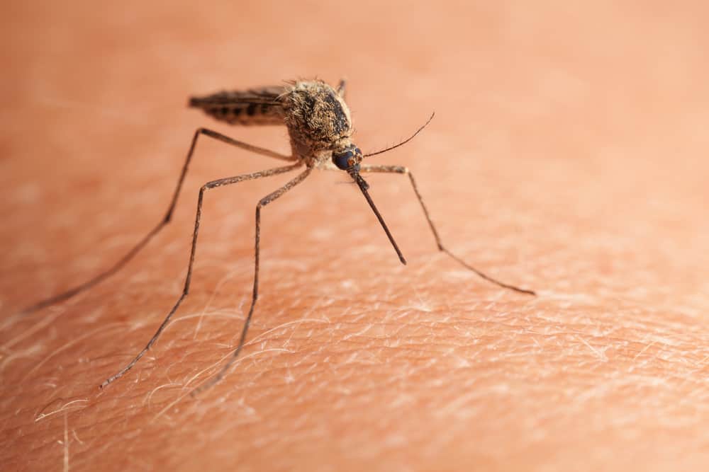 Mosquitos Federation Council