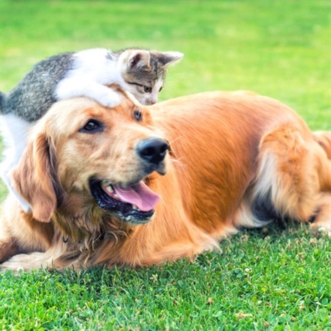 Cat and a dog playing with each other