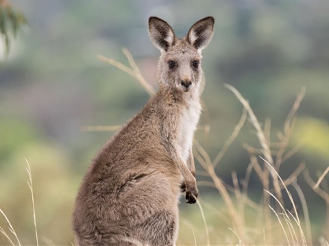 eastern_grey_kangaroo.jpg