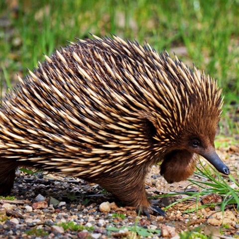 Echidna on the move ... slowly