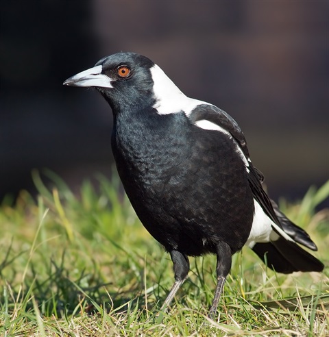 Magpie-gen.jpg