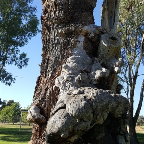 An old gnarled gum tree in Howlong's Lowe Square